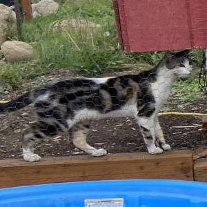 Lost Cat Hercules