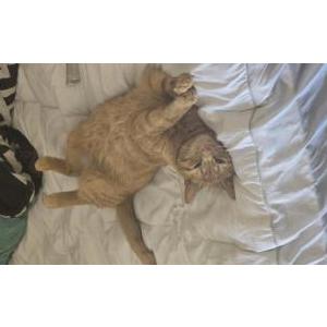 Lost Cat Mr. Cup