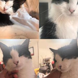 Lost Cat Percy