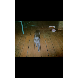 Lost Cat Green Eyes
