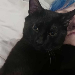 Lost Cat Moo