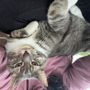 Lost Cat Sancho
