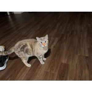 Lost Cat Hiiro