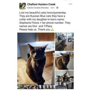 Lost Cat Dior and Tiffany
