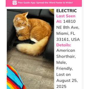 Lost Cat SunnyBunny