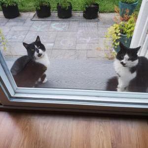 Found Cat Unknown