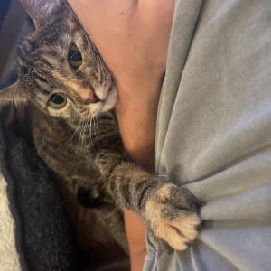 Lost Cat Bandit