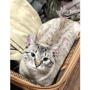Image of Ghost, Lost Cat