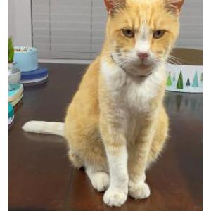Image of GARFIELD, Lost Cat