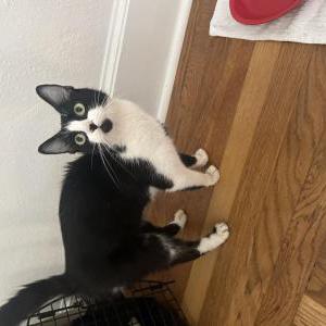 Found Cat Unknown