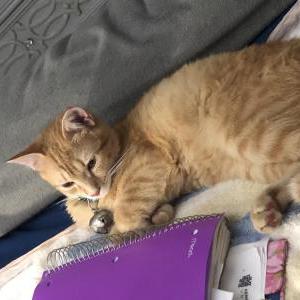Lost Cat Nipsey