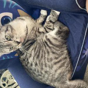 Lost Cat Goku