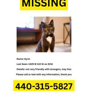 Lost Cat Kyrie