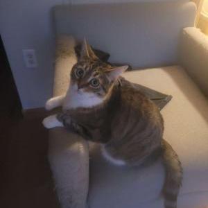 Lost Cat Doober