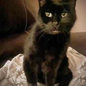 Image of Spider, Lost Cat
