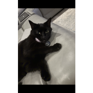 Lost Cat Snarky