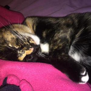 Lost Cat Nina