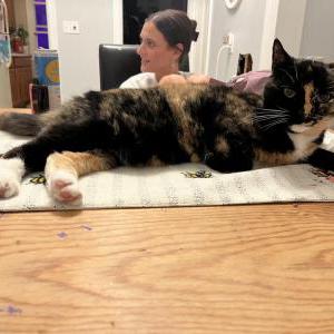 2nd Image of Nina, Lost Cat