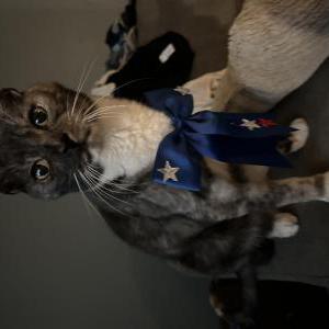Lost Cat Echo