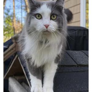 Image of Gordon, Lost Cat