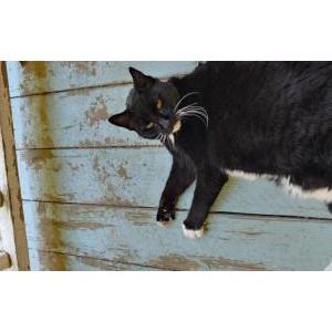 Image of Unknown, Found Cat