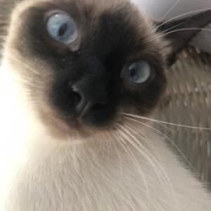 Lost Cat Beau