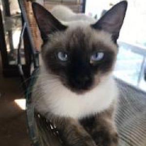 2nd Image of Beau, Lost Cat