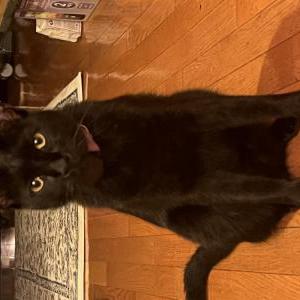 Lost Cat Hedes