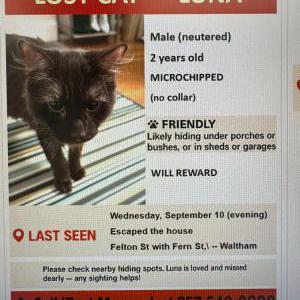 Lost Cat Luna