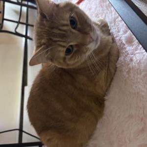 Lost Cat Honey