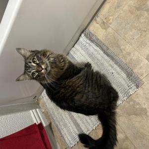 Lost Cat Milo