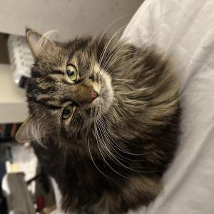 Image of Mimi, Lost Cat