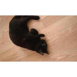 Found Cat ?