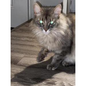 Lost Cat Maria