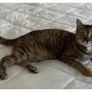 Lost Cat Rye