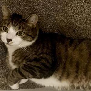 Image of Bob/Bobbers, Lost Cat
