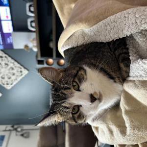 2nd Image of Bob/Bobbers, Lost Cat