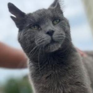 Lost Cat Dusty