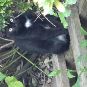 Found Cat Unknown