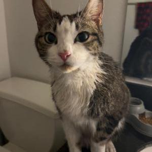 Found Cat Unknown