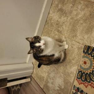 Image of Cali, Lost Cat