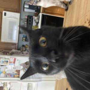 Image of Flash, Lost Cat