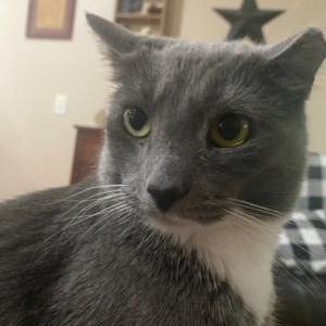 Lost Cat Boots