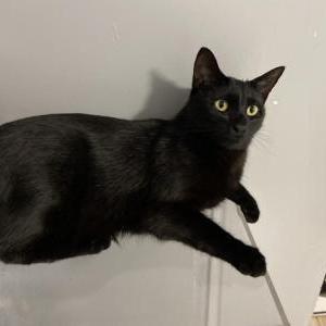 Lost Cat Tucker
