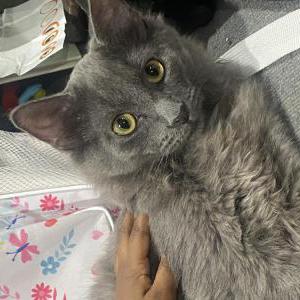 Lost Cat Keanu