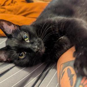 Lost Cat Tyrion