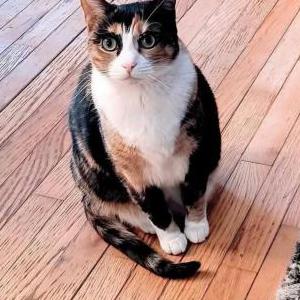 Image of Reese, Lost Cat