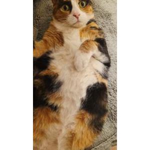 2nd Image of Reese, Lost Cat