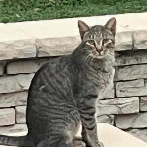Found Cat Unknown