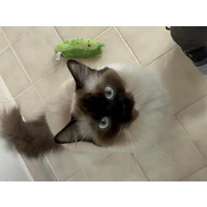 Image of Agatha, Lost Cat